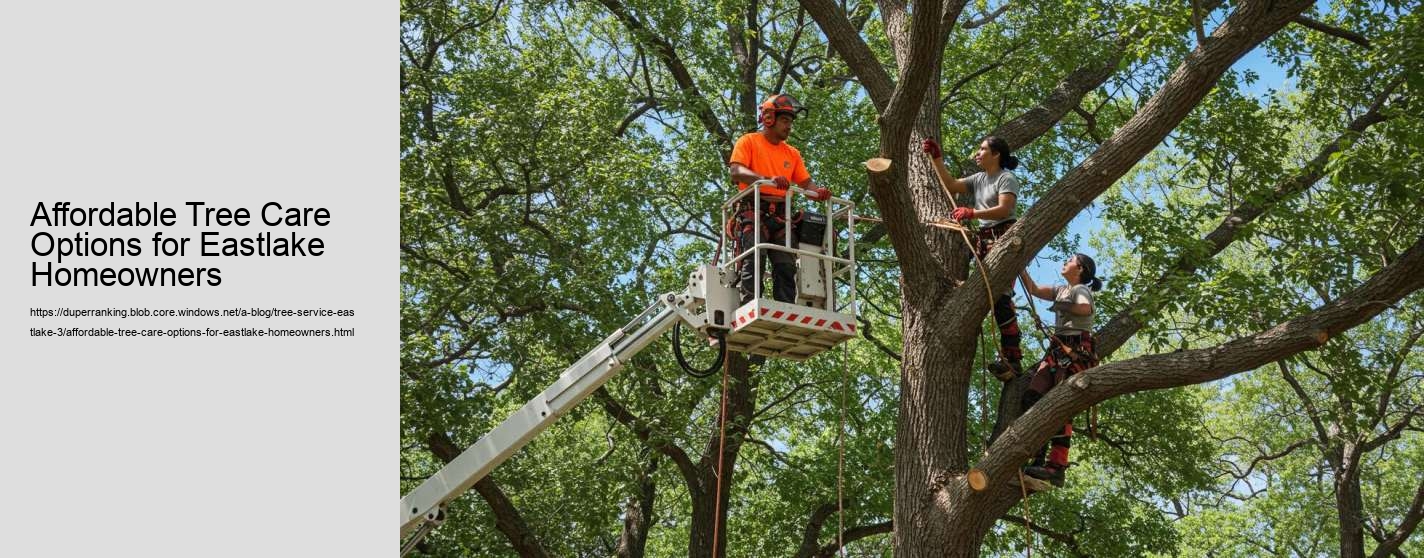 Affordable Tree Care Options for Eastlake Homeowners