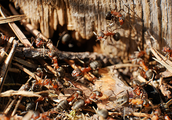 Pest Control In Pottstown Pa