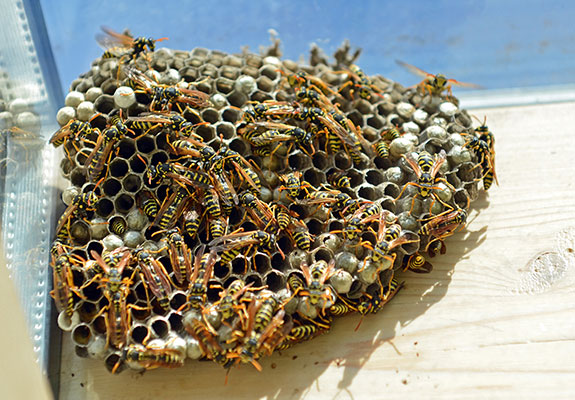 Soapy Water Wasps