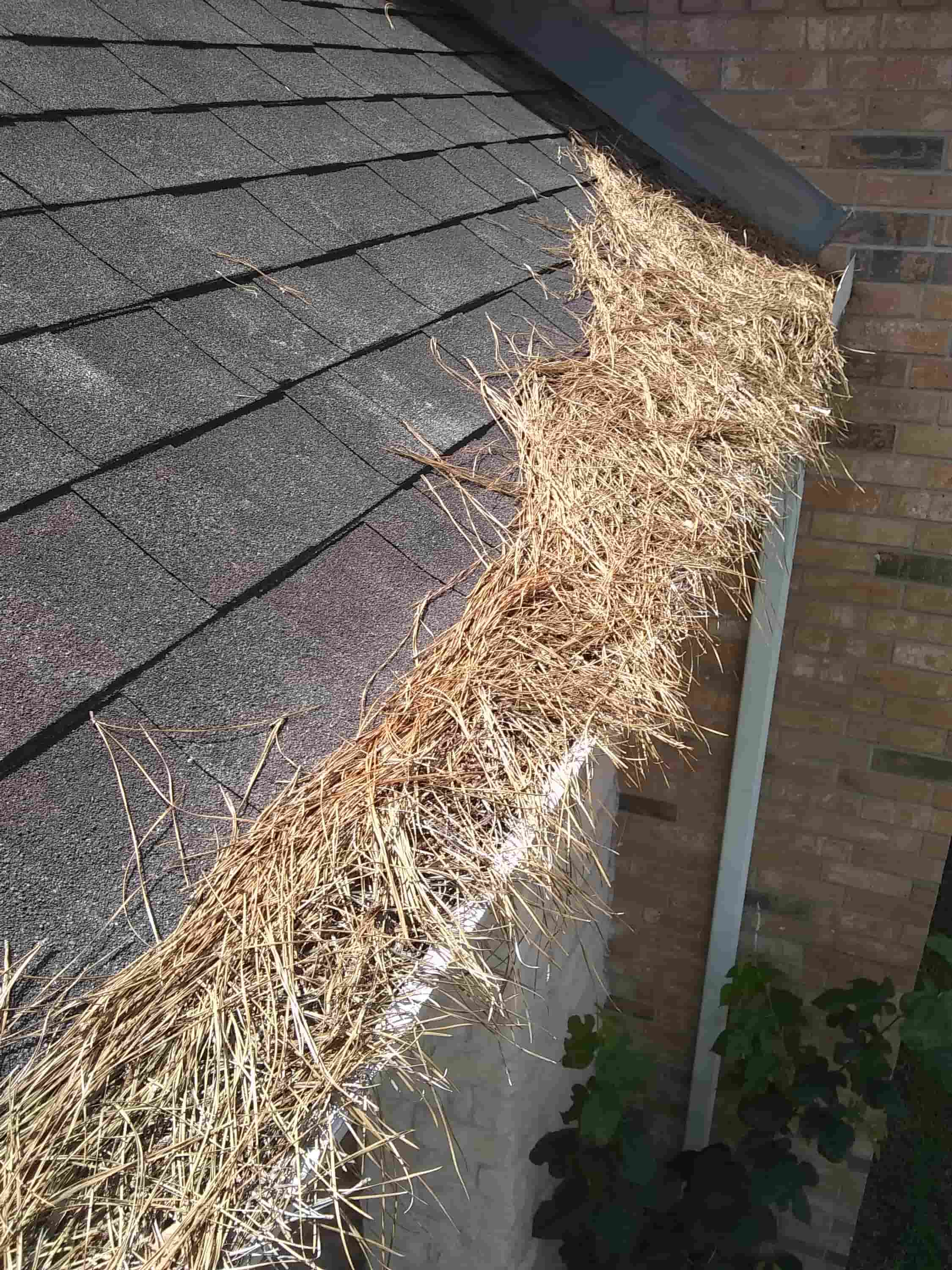 cheap gutter cleaning near me