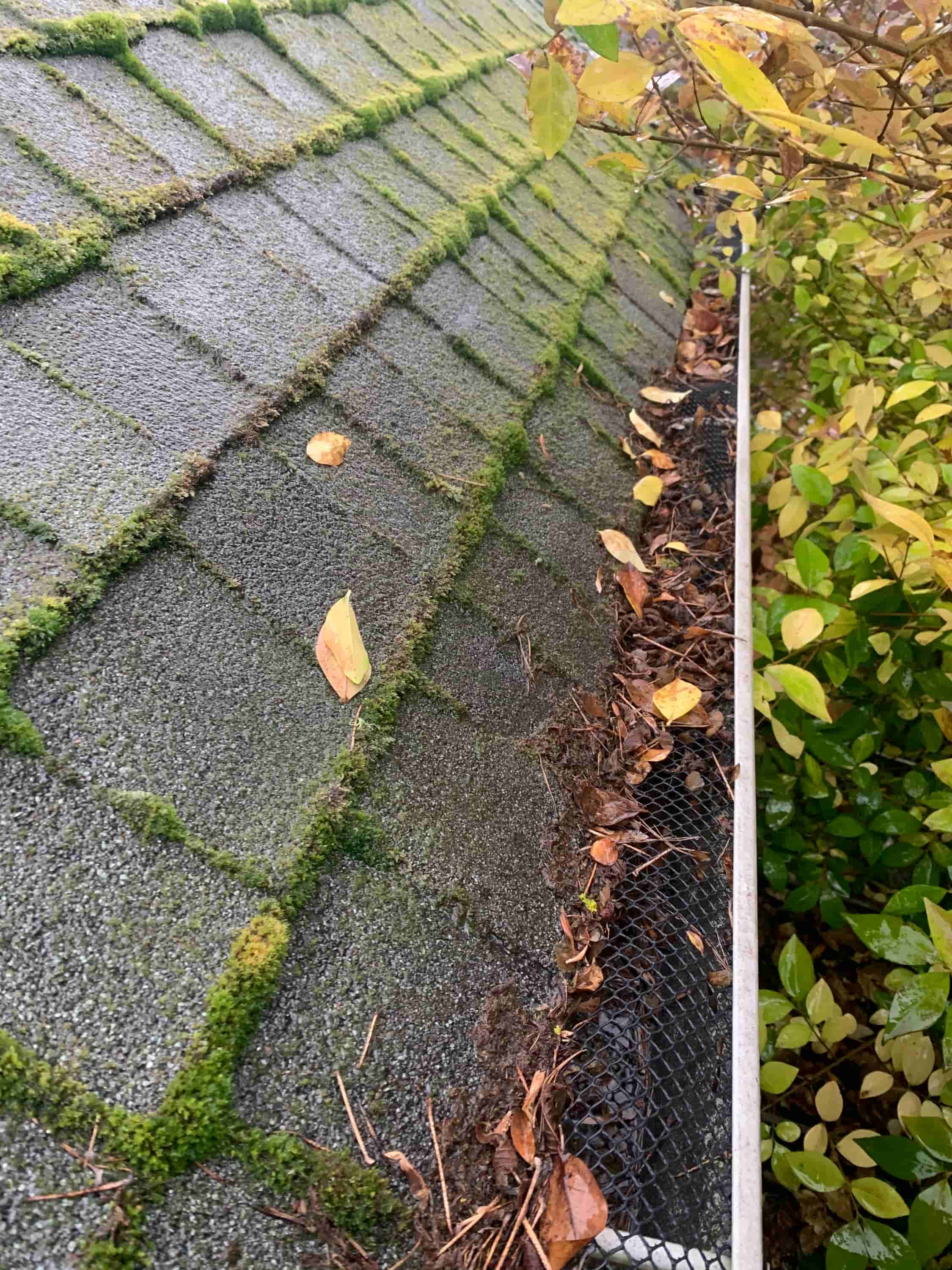 house gutter cleaners near me