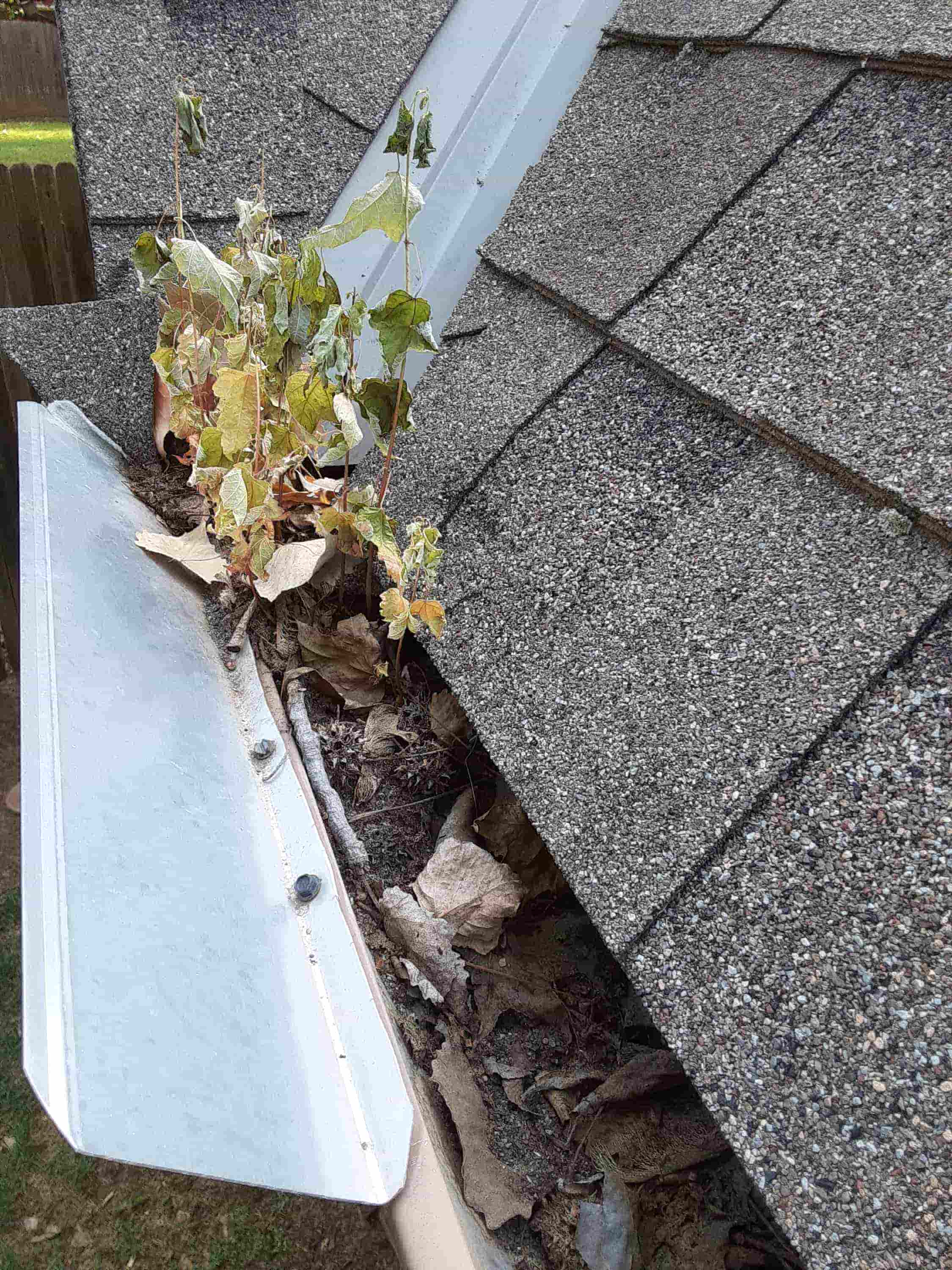 blowing leaves off roof