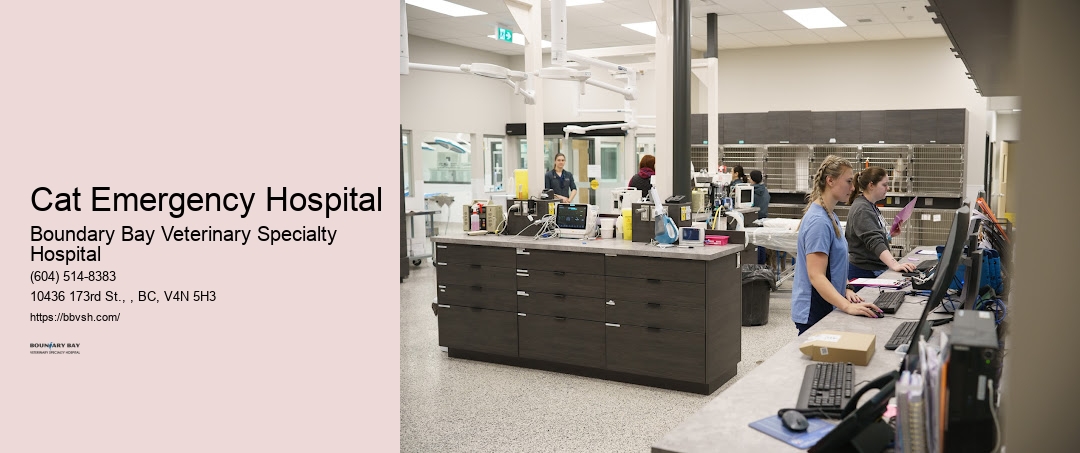 Animal Hospital Open Late Cat Emergency Hospital Surrey