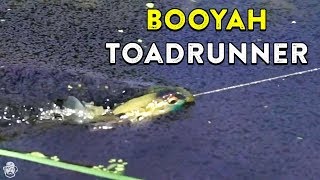 best topwater frog