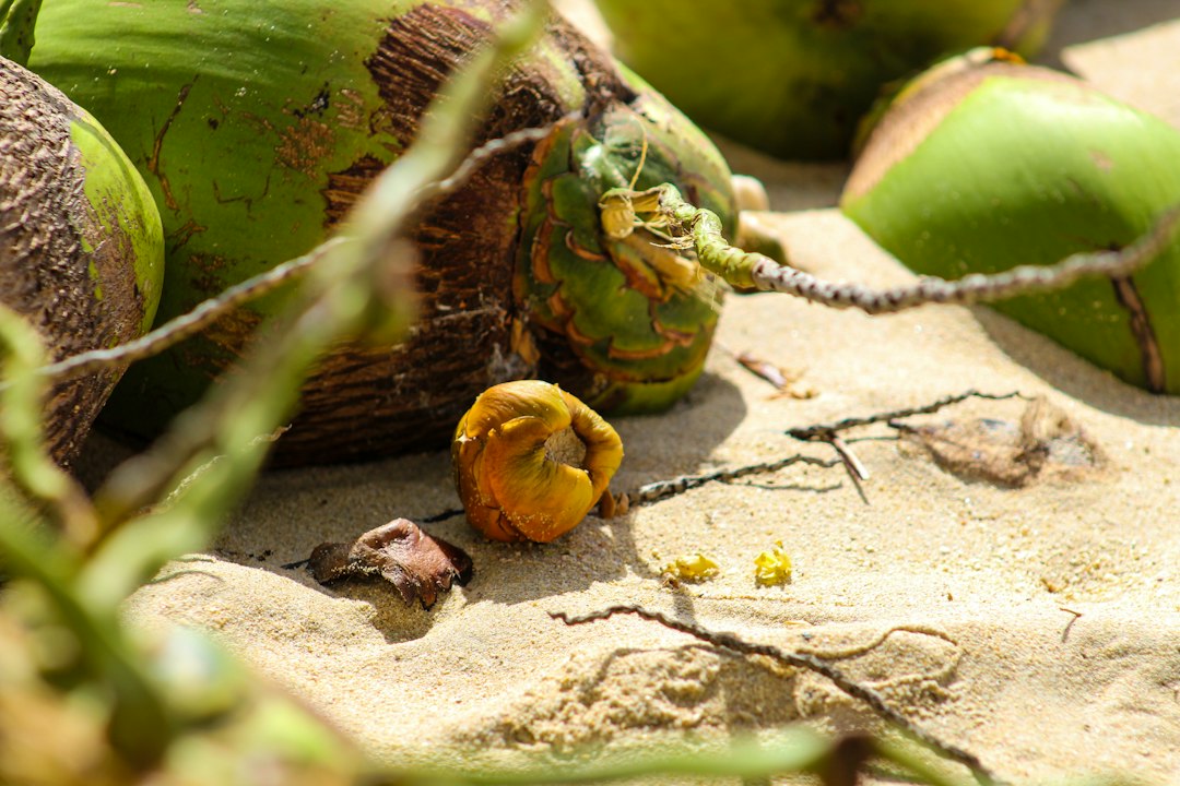 coconut sprout taste