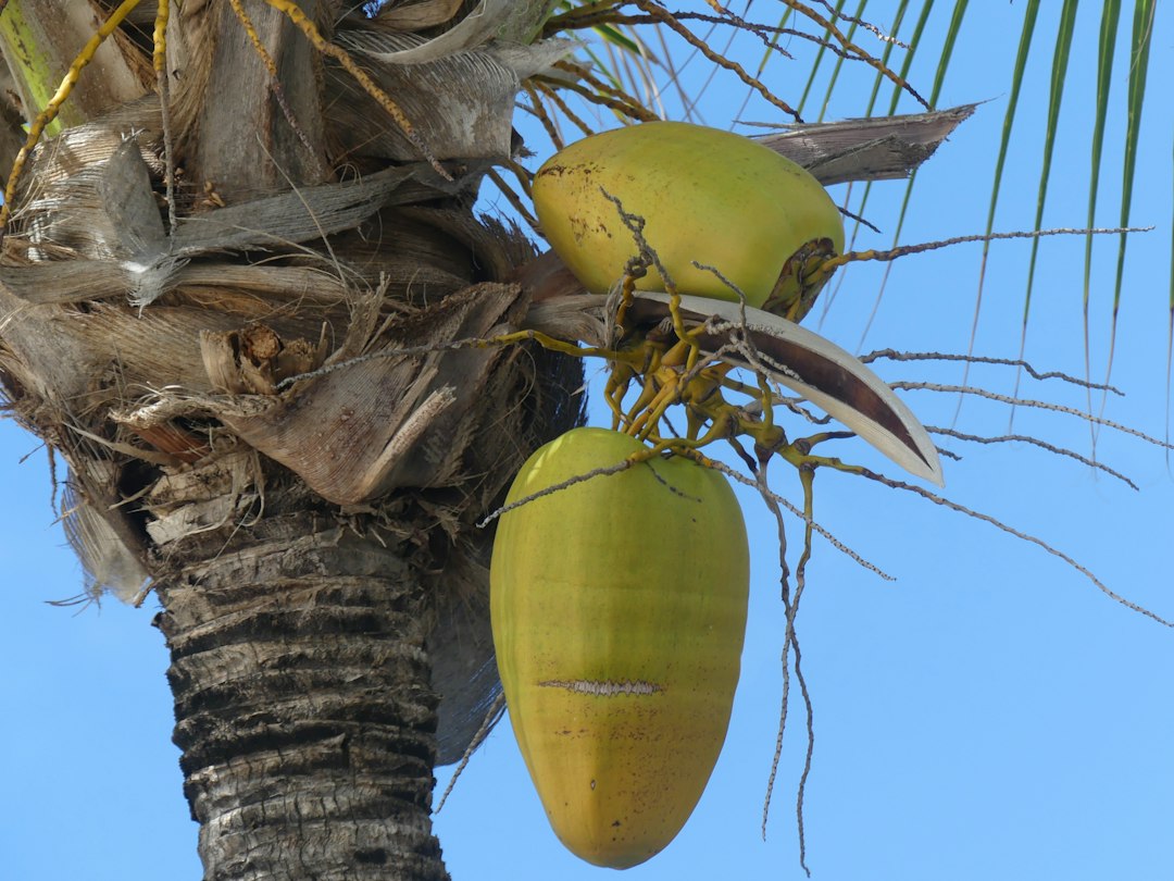 raw coconut sprout