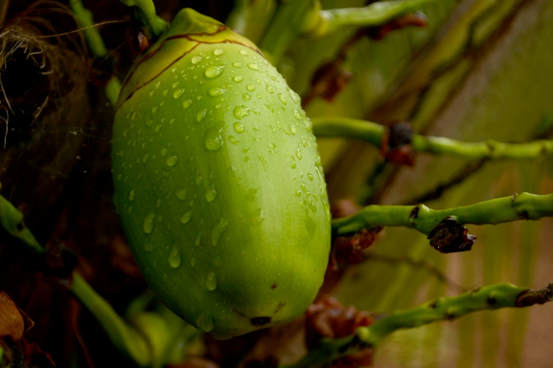 sprouted coconut meat