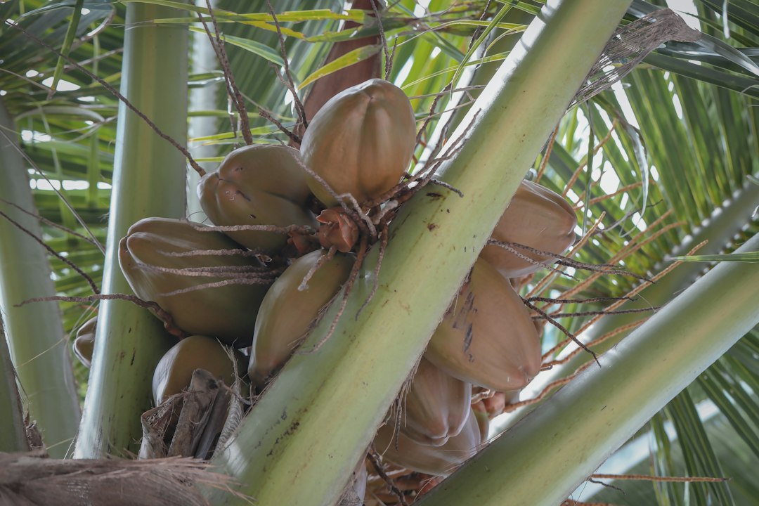 ripe sprouted coconut