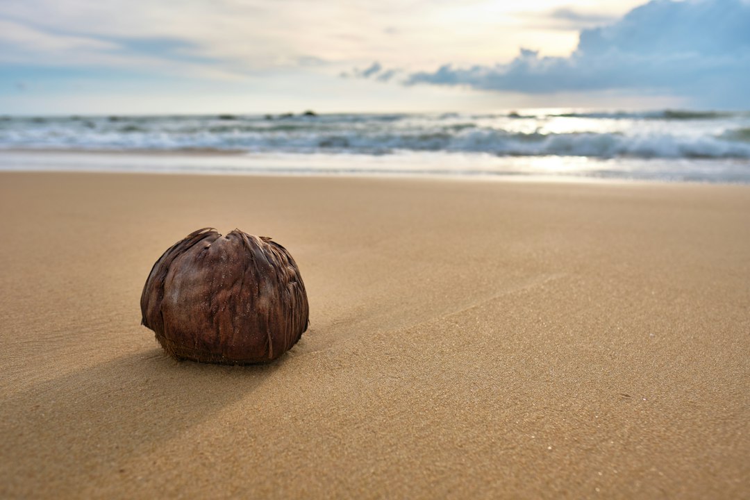sprouted coconut stages
