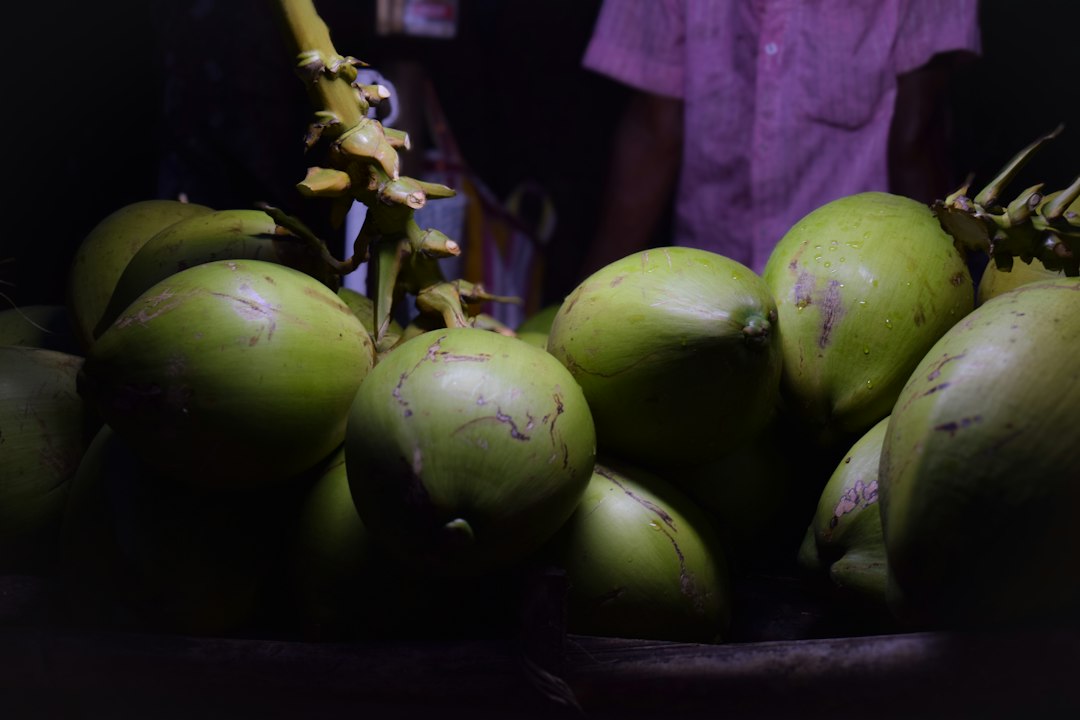 fresh coconut sprout