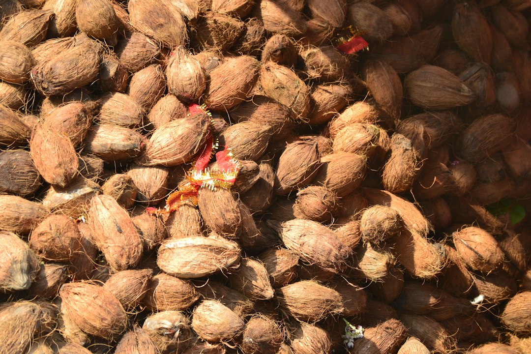 sprouted coconut seedling