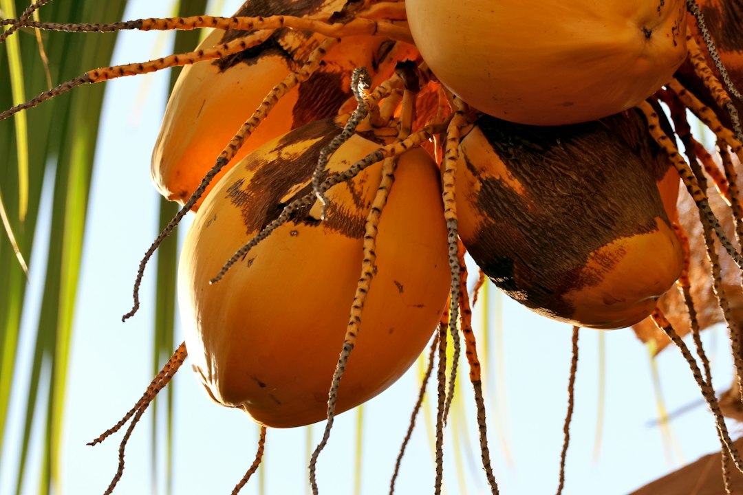 young sprouted coconut