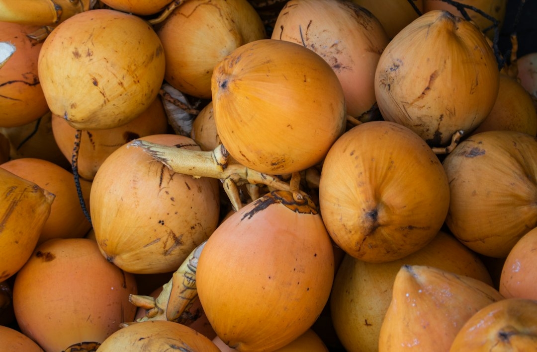 sprouted coconut fruit