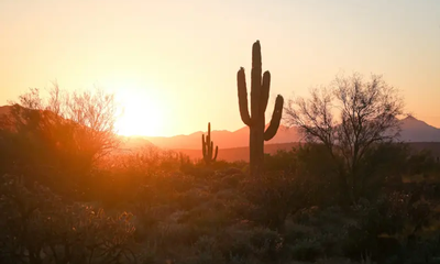 Phoenix desert
