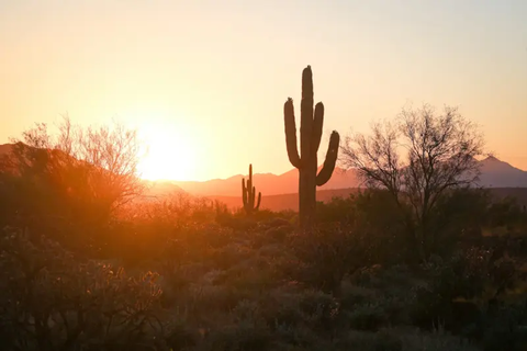 Phoenix desert