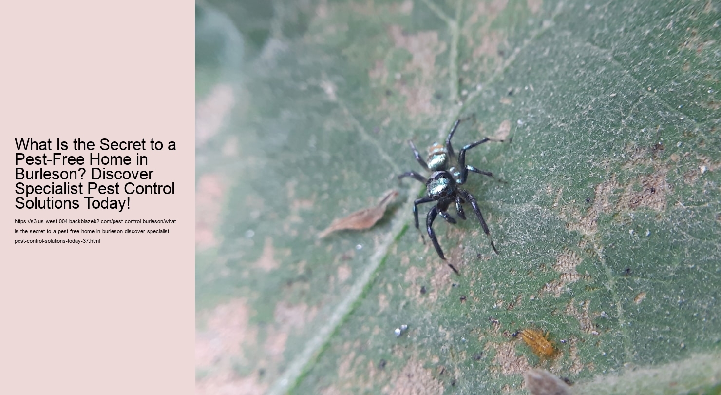 What Is the Secret to a Pest-Free Home in Burleson? Discover Specialist Pest Control Solutions Today!