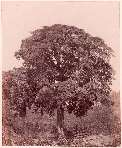 Γtude d'arbre