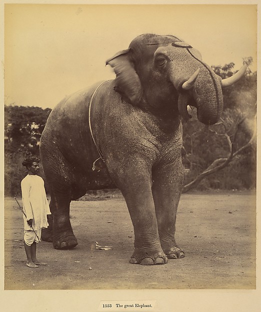 The Great Elephant