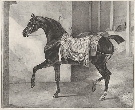 Black Horse Tethered in a Stable