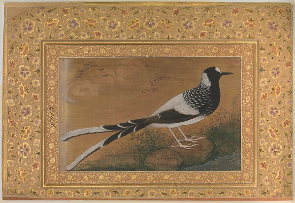 "Spotted Forktail", Folio from the Shah Jahan Album