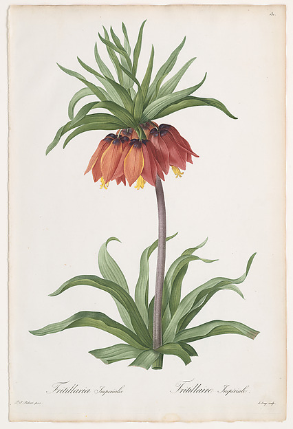Crown Imperial (Fritillaria imperialis), from "Les Liliacées"
