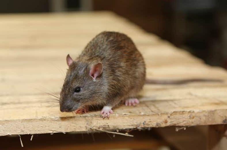 foto - Pest Control