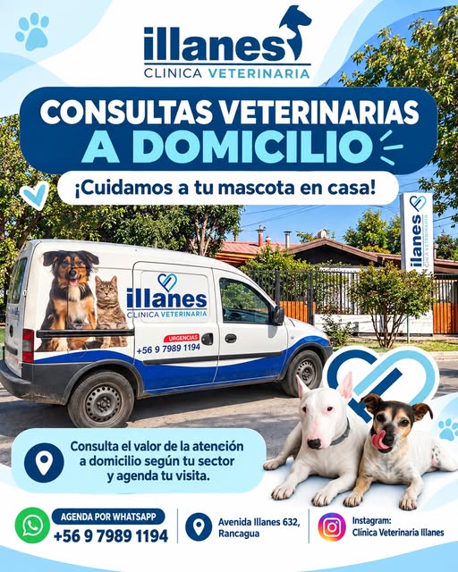 foto - Clínica Veterinaria Illanes