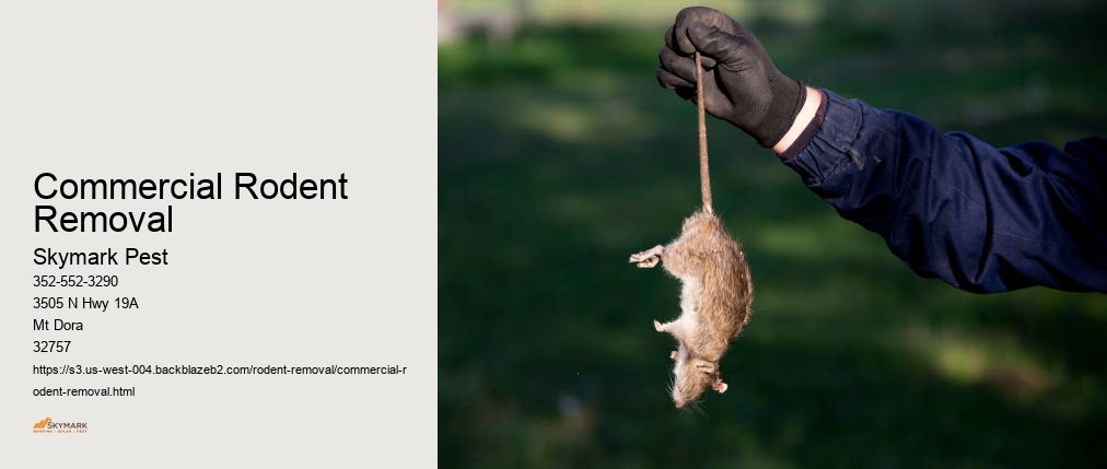 Commercial Rodent Removal