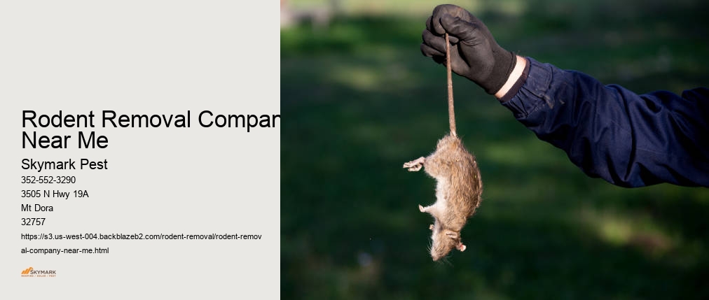 Rodent Removal Company Near Me
