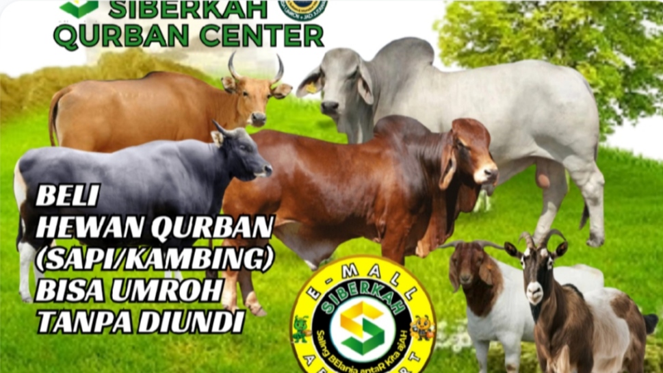 Kambing-Domba Qurban