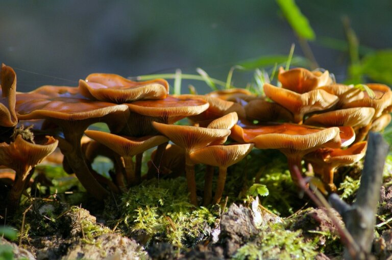 W 2024 roku naukowcy z Królewskich Ogrodów Botanicznych w Kew opisali łącznie 172 nowych gatunków roślin i grzybów, wśród których wytypowali 10 najciekawszych. Części nowo odkrytych gatunków już nadano status zagrożonych, co uwidacznia, że globalna utrata bioróżnorodności jest palącym problemem.