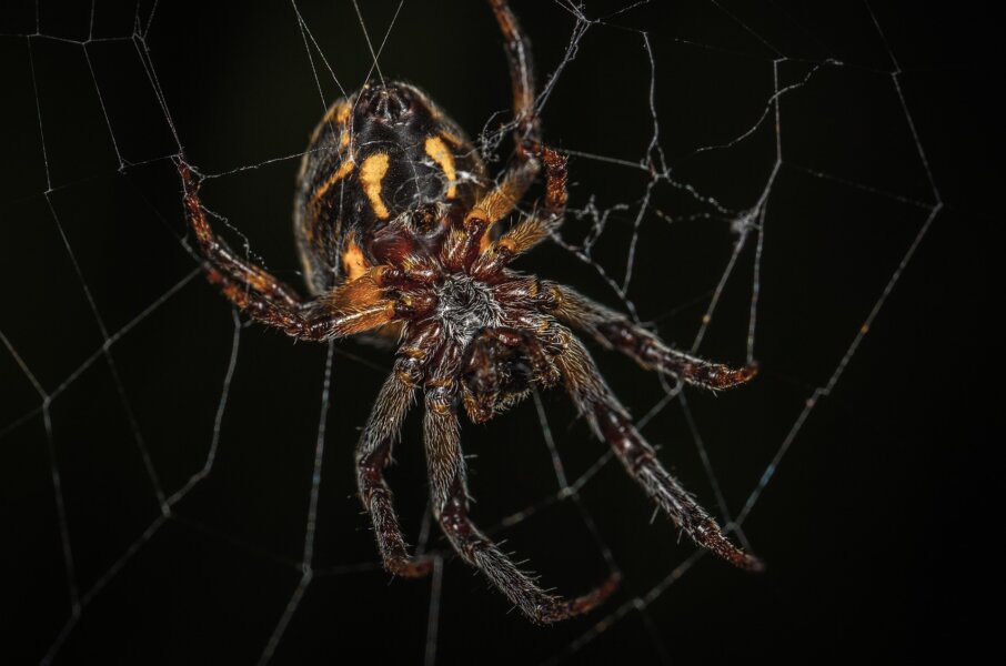 Zdjęcie okładkowe wpisu Paulina MATYSIAK: SLAPP-y a sprawa polska