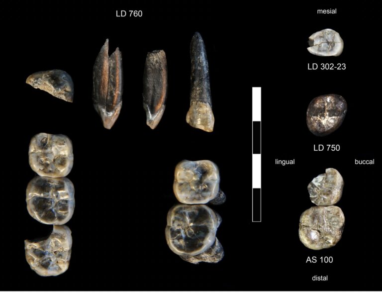Australopithecus