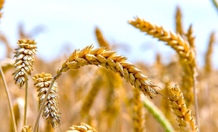 Prof. Meltem INCE YENİLMEZ: Bezpieczeństwo żywnościowe – strategiczna kwestia w czasach globalnego kryzysu