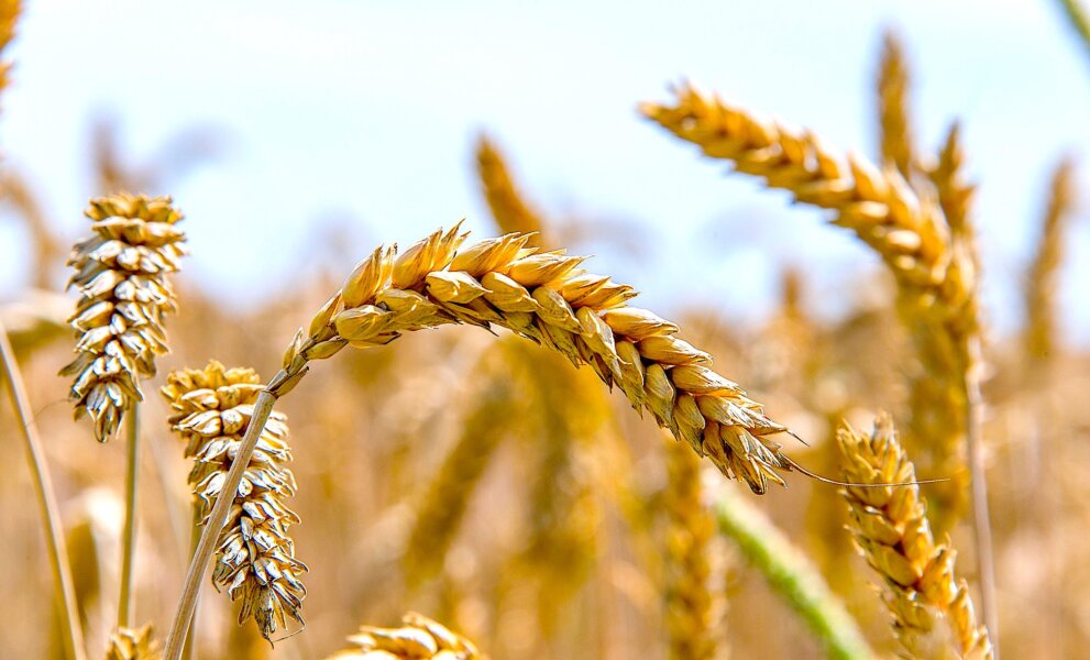 Zdjęcie okładkowe wpisu Prof. Meltem INCE YENİLMEZ: Bezpieczeństwo żywnościowe – strategiczna kwestia w czasach globalnego kryzysu