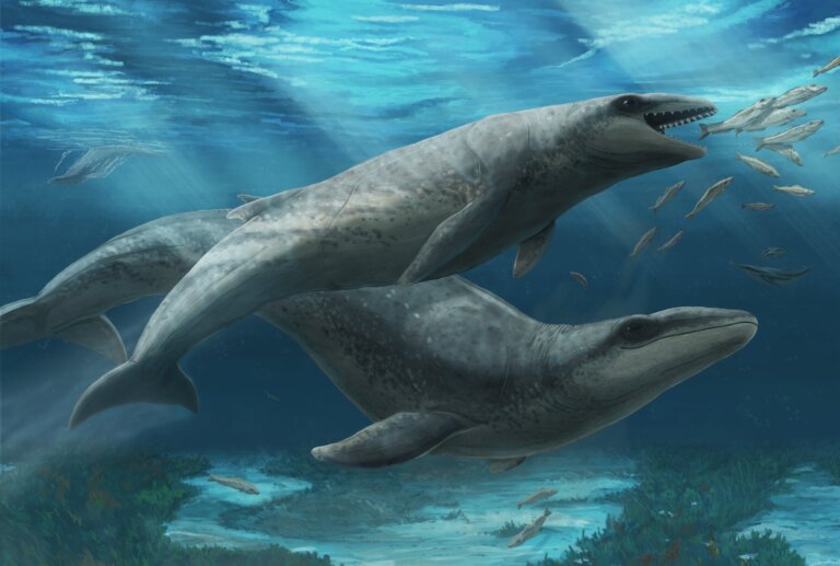 prehistoryczny wieloryb