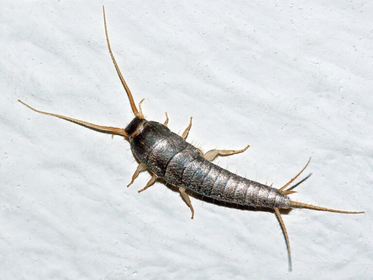 Rybiki cukrowe