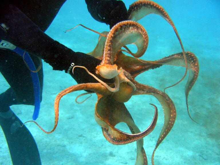 Robot OCTOID