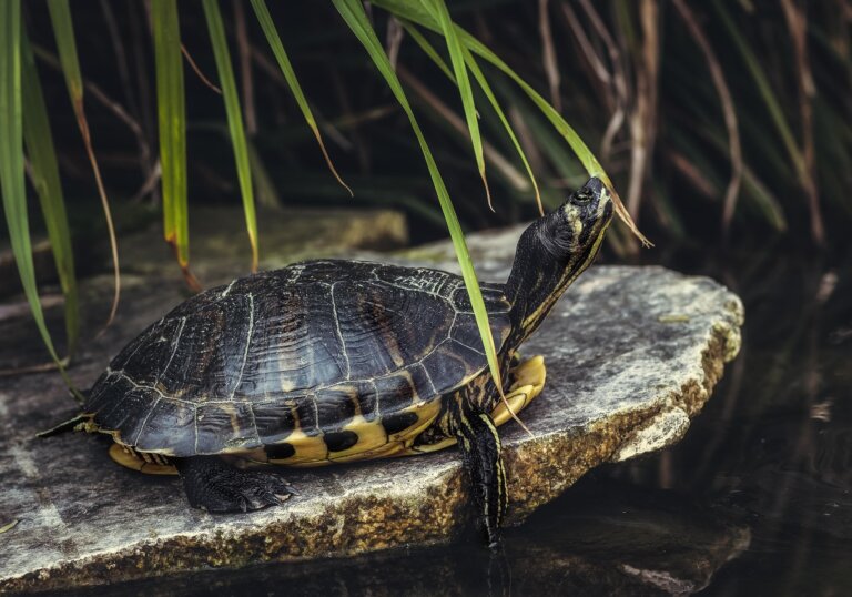 żółwie przetrwały wymieranie kredowe
