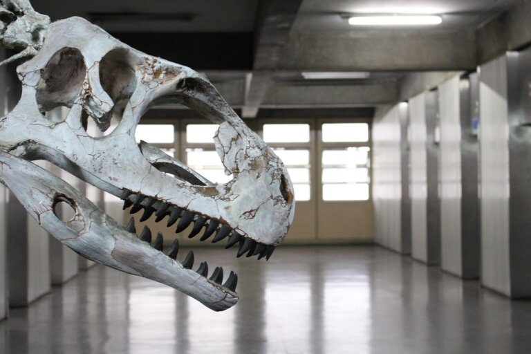 Nowe technologie pozwalają poznać ubarwienie dinozaurów albo ocenić, jakie dźwięki wydawały lub jakie miały zwyczaje godowe. Jednak wielu rzeczy o tych zwierzętach nigdy się nie dowiemy - mówią paleontolodzy z Instytutu Nauk Geologicznych PAN i Państwowego Instytutu Geologicznego.