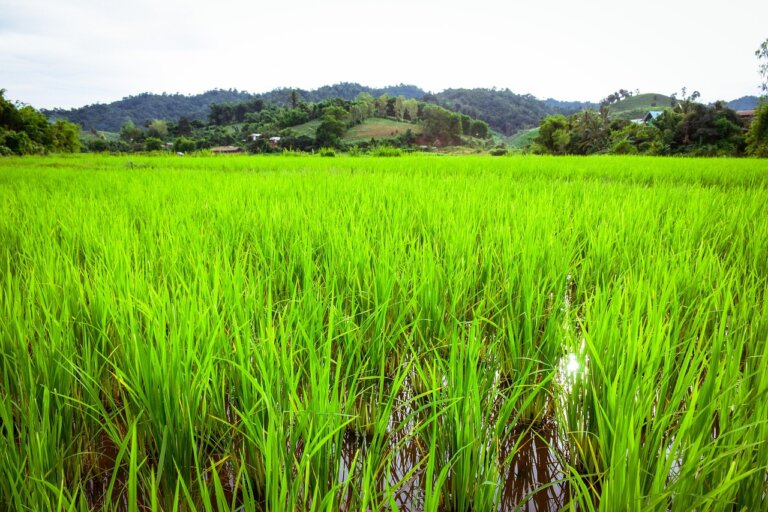 Stosowanie środka chwastobójczego – glifosatu - może sprzyjać rozwojowi w glebie lekoopornych bakterii, łatwo rozprzestrzeniających się w szpitalach – informuje pismo „Frontiers in Microbiology”.