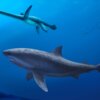 Prehistoryczny mega-rekin odkryty w Australii. Żył na długo przed megalodonem