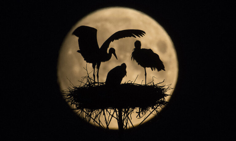 Mariusz MASZKIEWICZ: Wierszalin 2.0. Magnetyczny mit Podlasia