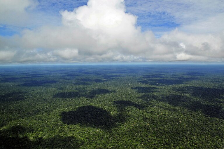 Amazonia stanie się sawanną w 2040 roku