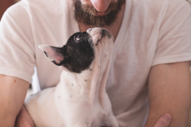 dogoterapia
